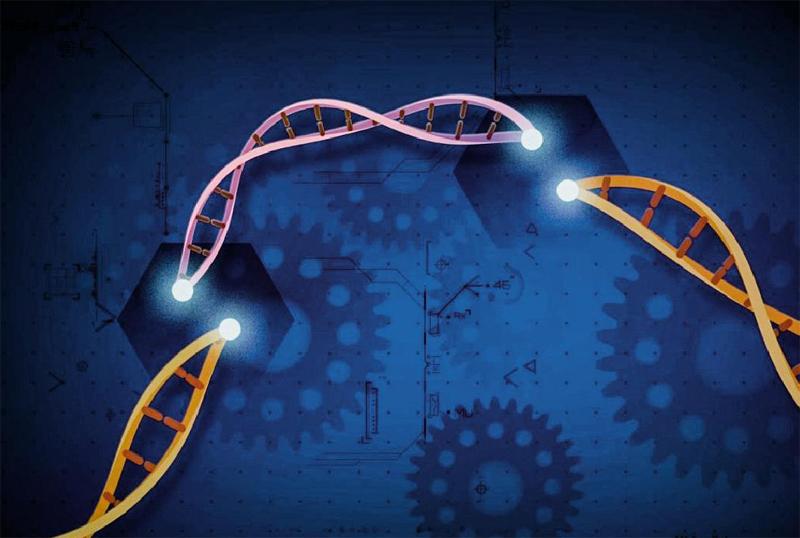 THP-1细胞系在免疫学研究中的应用：CRISPR基因编辑与巨噬细胞极化机制的探究