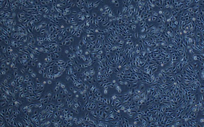 C166细胞（小鼠血管内皮细胞，自发永生化细胞）