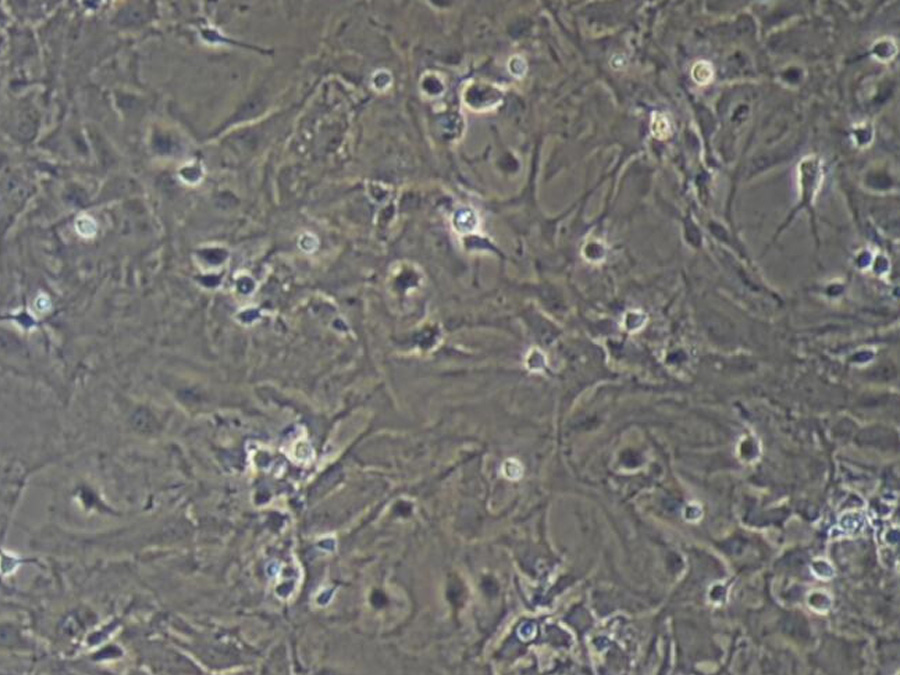小鼠原代星形胶质细胞