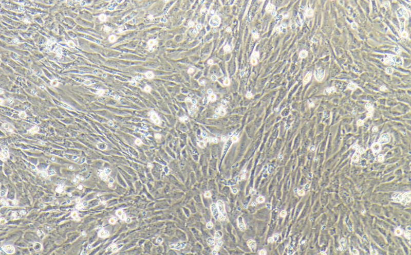 mef细胞（永生化小鼠胚胎成纤维细胞系）