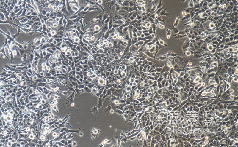 GL261-luc细胞（小鼠胶质瘤细胞系）