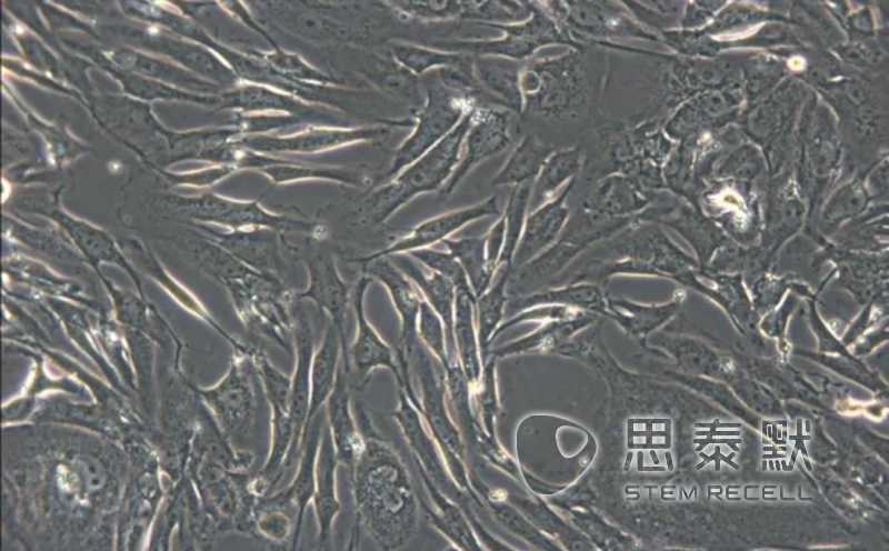 FRhK-4细胞（恒河猴胚肾细胞）