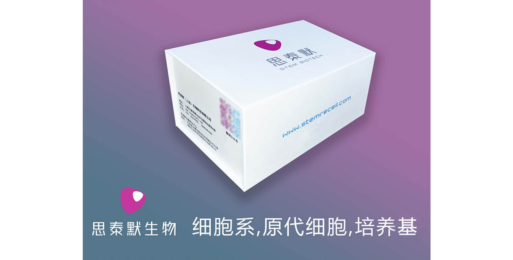 U14细胞（小鼠子宫颈癌细胞）