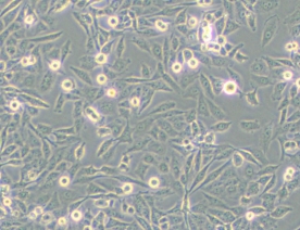NCI-H157人非小细胞肺腺癌细胞