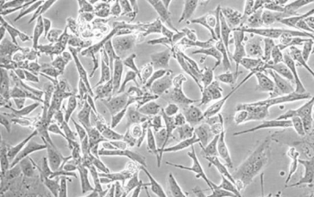 HK-2 人肾皮质近曲小管上皮细胞