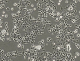 NCI-H508细胞（人结肠直肠腺癌细胞）