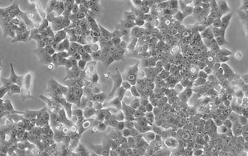 HCT116细胞系(人结肠癌细胞)