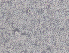 6t-cem细胞（人T细胞白血病细胞）