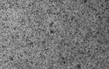 EL-4-B5细胞（小鼠胸腺淋巴瘤细胞）