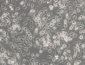 NCTC 1469小鼠正常肝细胞