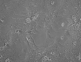 AML12细胞系（小鼠正常肝细胞系）