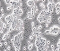 细胞房污染和生物安全