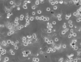 SDOW-17细胞（小鼠杂交瘤细胞）