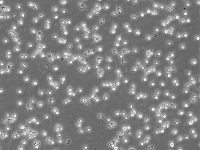 CA46细胞（人Burkitt's淋巴瘤细胞）