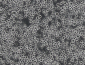 P3X63Ag8.653小鼠骨髓瘤细胞
