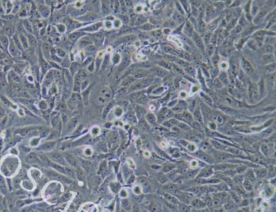 KHOS-240S细胞（人骨肉瘤细胞系）