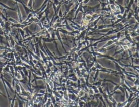 IMCD3细胞（小鼠肾脏内髓集合管3上皮细胞）