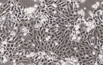 大鼠原代细胞 前列腺上皮细胞