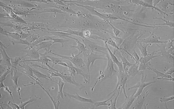 BJ细胞系（人皮肤细胞）