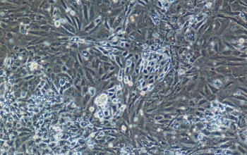 大鼠肝内胆管上皮细胞（原代细胞）