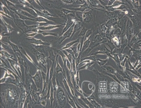 FRhK-4细胞（恒河猴胚肾细胞）