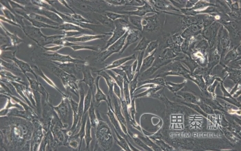 FRhK-4细胞（恒河猴胚肾细胞）