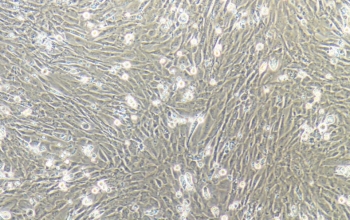 mef细胞（永生化小鼠胚胎成纤维细胞系）