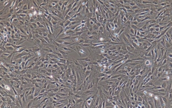 大鼠Ⅱ型肺泡上皮细胞（原代细胞）