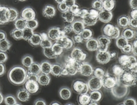 NCI-H929细胞（人骨髓瘤细胞）