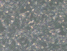PC-12(高分化)大鼠肾上腺嗜铬细胞瘤细胞(High differentiation)